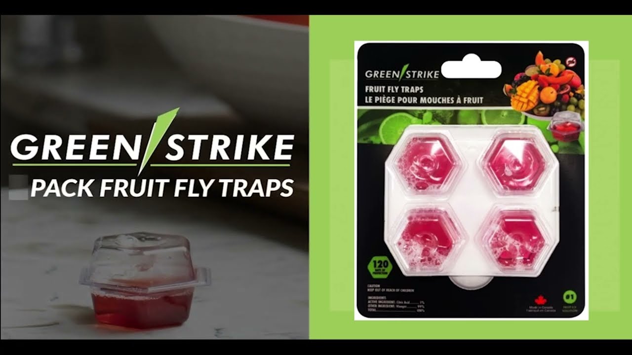 Green Strike 4-Pack Fruit Fly Traps