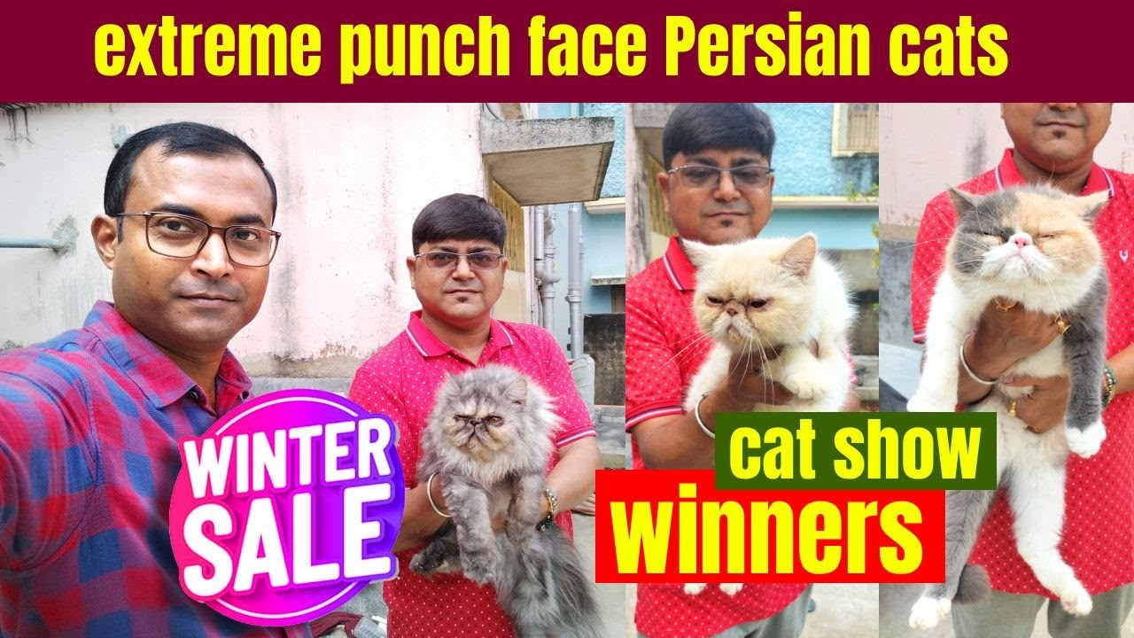 extreme punch face Persian cats available in kolkata | Kolkata Cat Market | Persian Cat😺