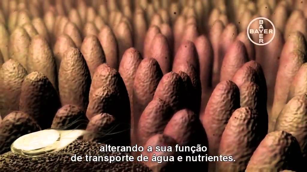 Giard&iacute;ase em c&atilde;es