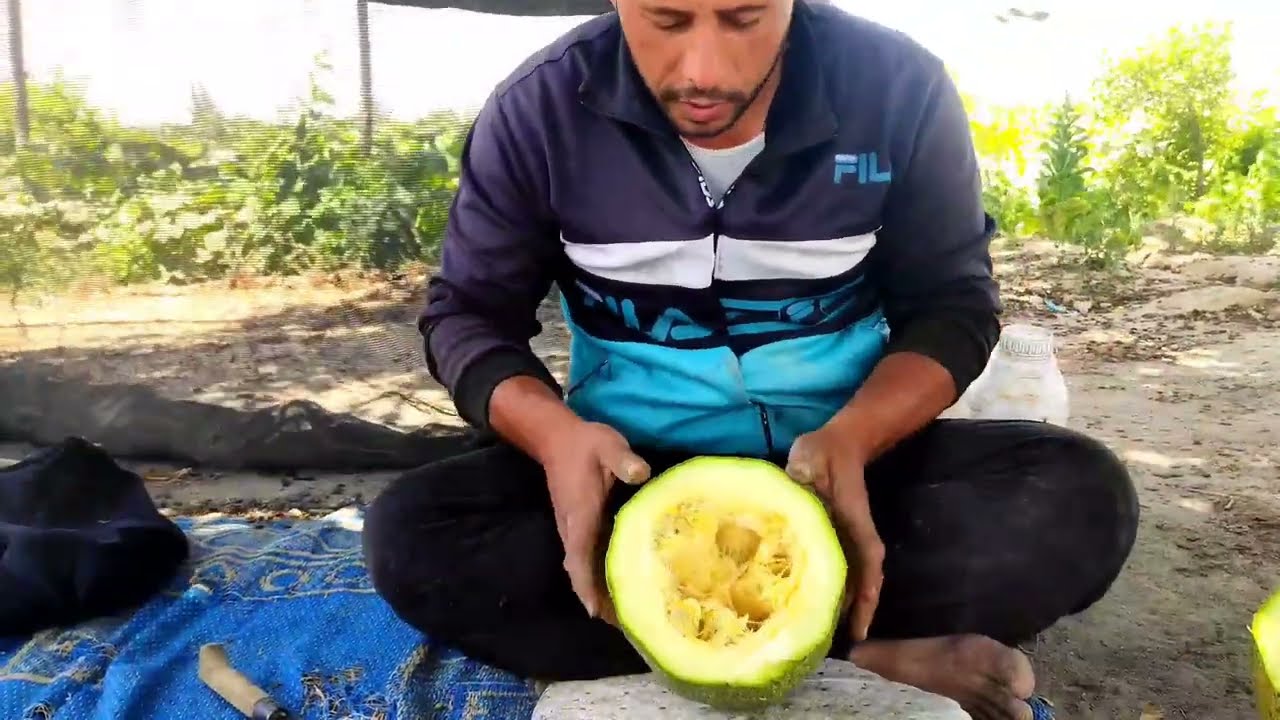 شاهد أفضل مزراع لب القرع الكوسة في العالم  See the best zucchini pulp growers in the world