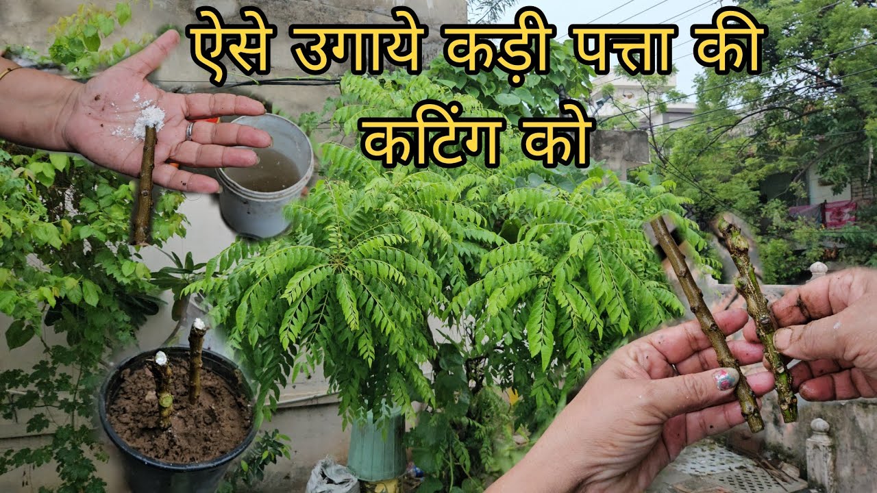 How to Grow Curry Patta from Cutting || ऐसे लगाए CUTTING से कड़ी पत्ता मॉनसून में
