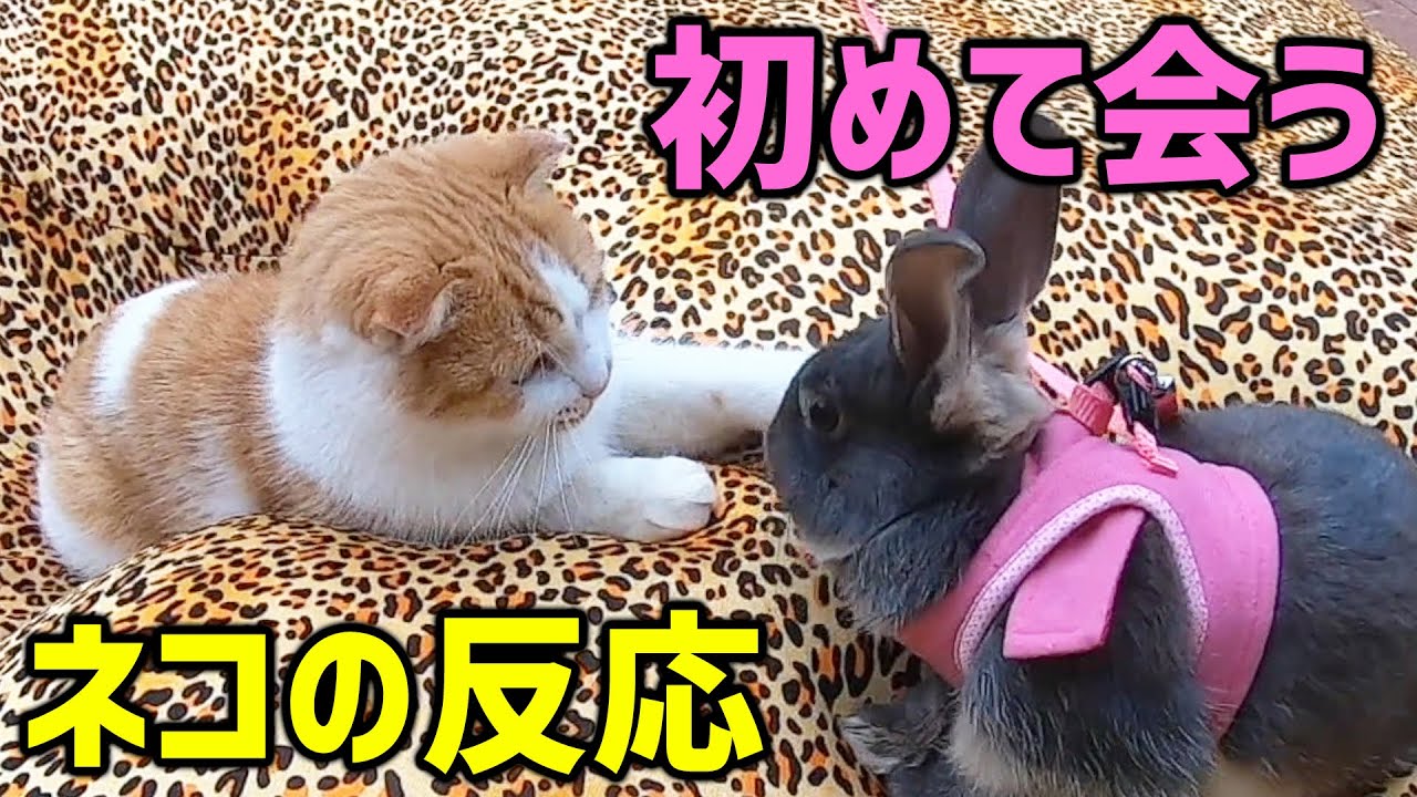 初めてウサギに会うネコの反応