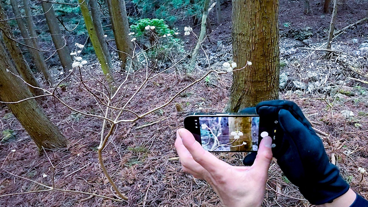 【仙ヶ岳トレラン③】みつまたの群生にはしゃいで下山後にわらじカツ重を喰らう　三重県亀山市 | POV Trail inJapan