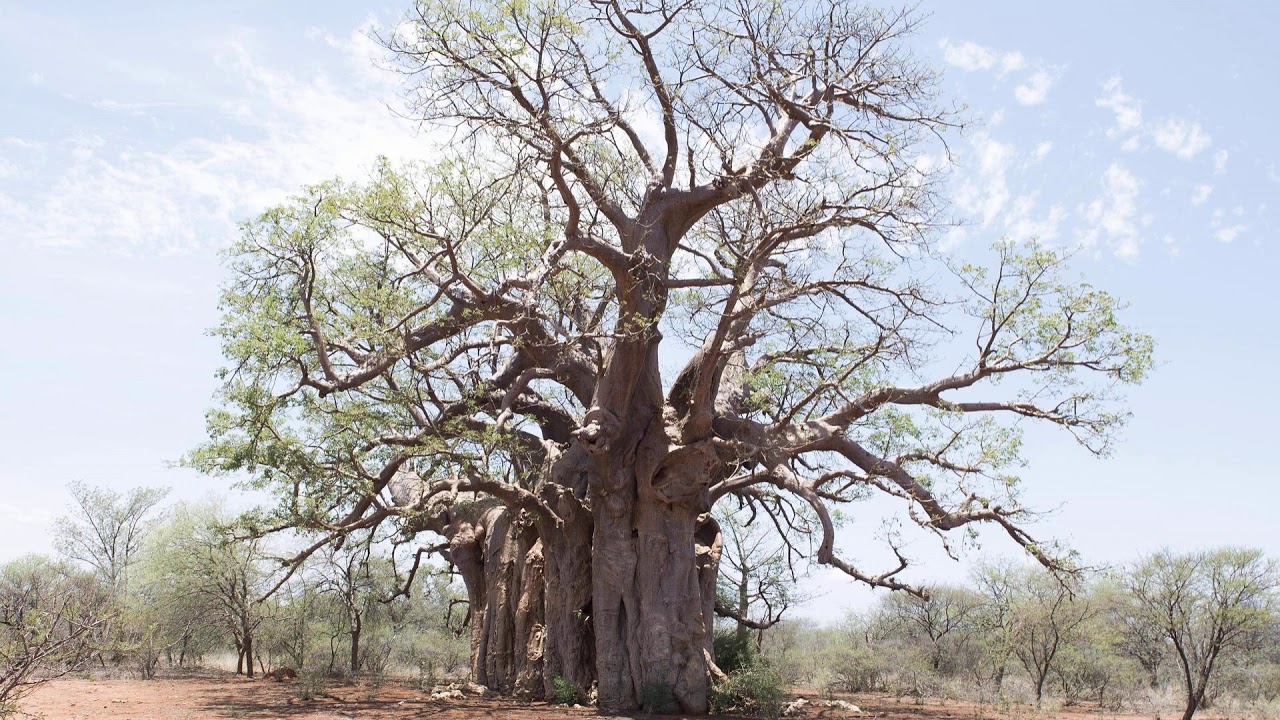A Story About A Test of Skill - A Hausa Folktale