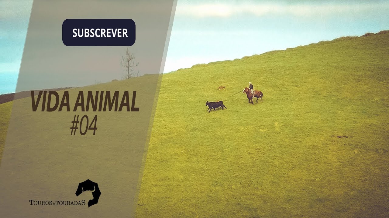 VACAS FOGEM