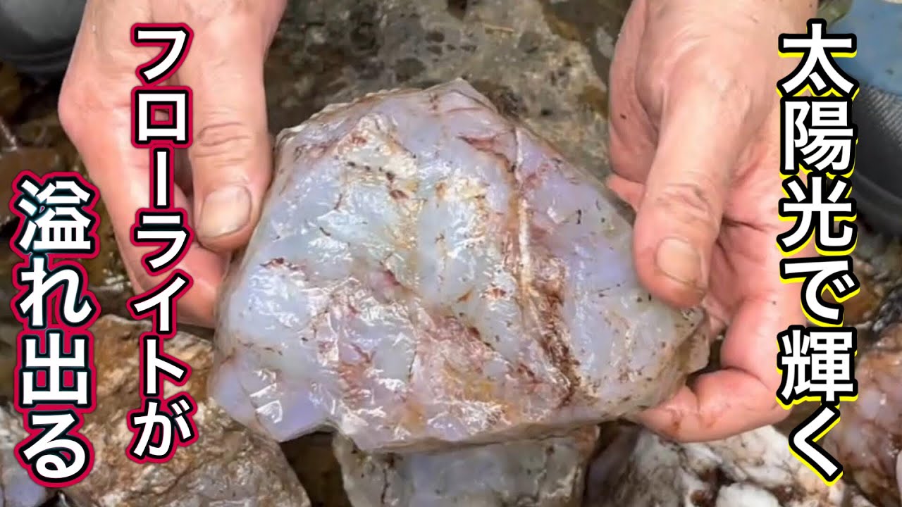 太陽光で蛍光するフローライトが溢れ出る！　【鉱物採集】