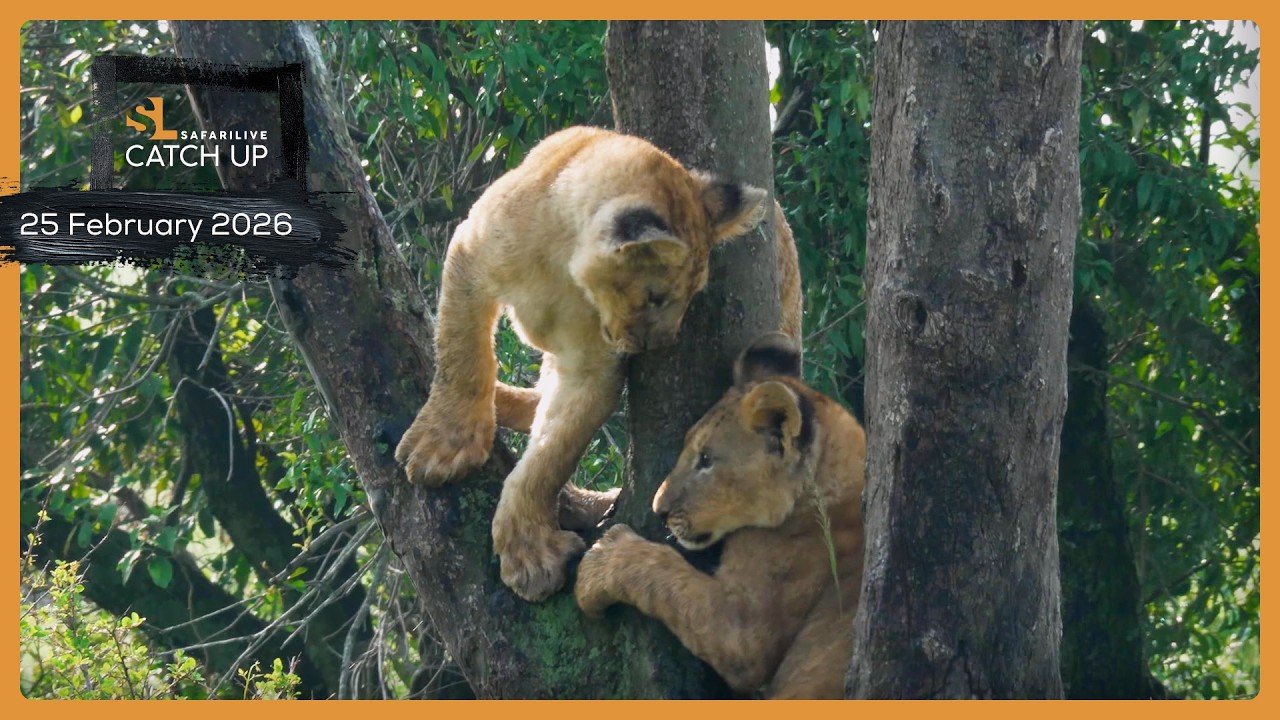 Lion cub antics - SafariLIVE Catch Up, 25 February 2026