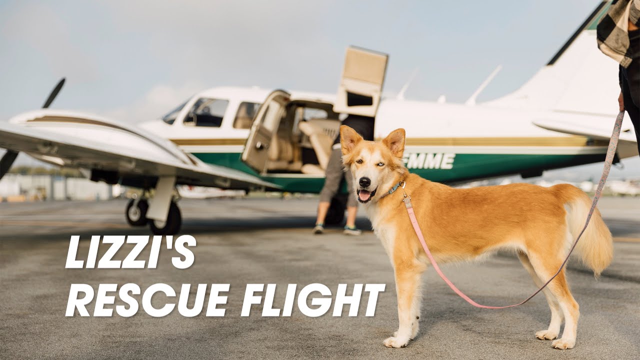 Flying a Rescue Dog to Her Forever Home