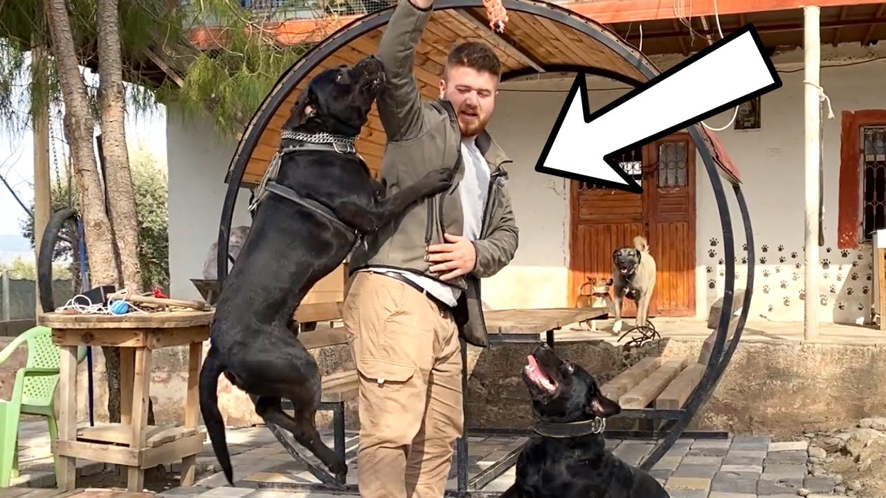 Rottweiler Hades ZİNCİRİ KIRINCA CANIMDAN CAN GİTTİ!