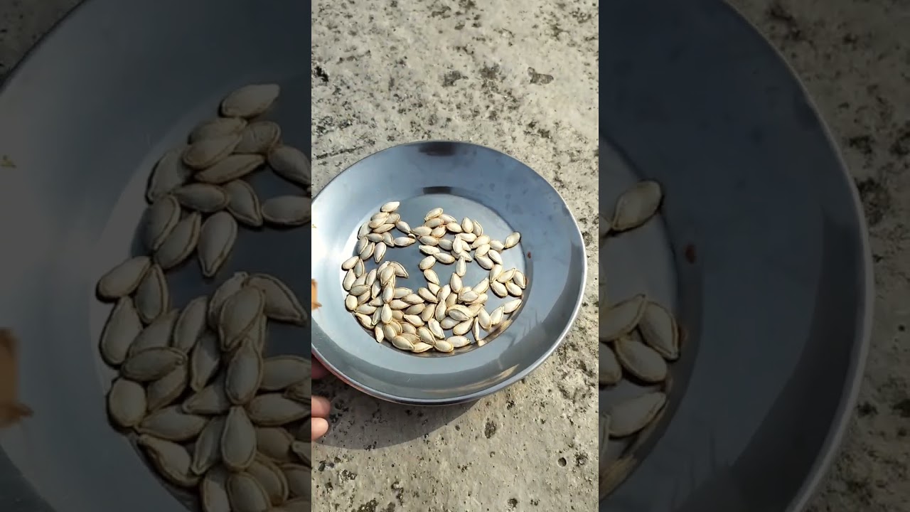 Farsi ko biu #pumpkinseeds #plantation #gardentime #happygardening #kitchengarden #terracegarden
