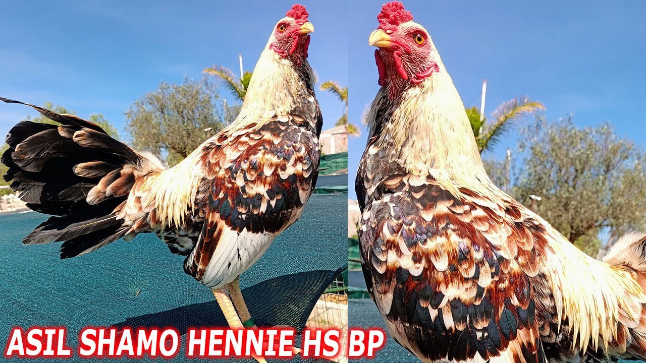Shamo Asil Hennie Yellow Leg Rancho Burras Prietas