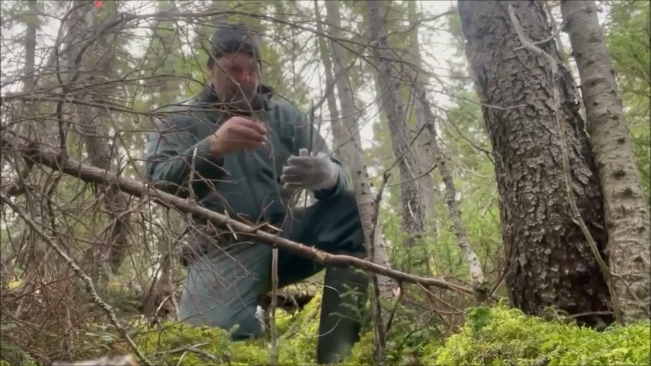 Fall Rabbit Snaring (RABBIT STEW) Catch & Cook