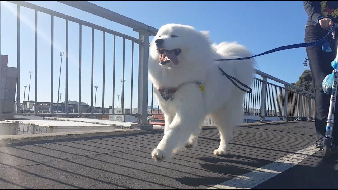 Aspen the Samoyed - Urban Mushing