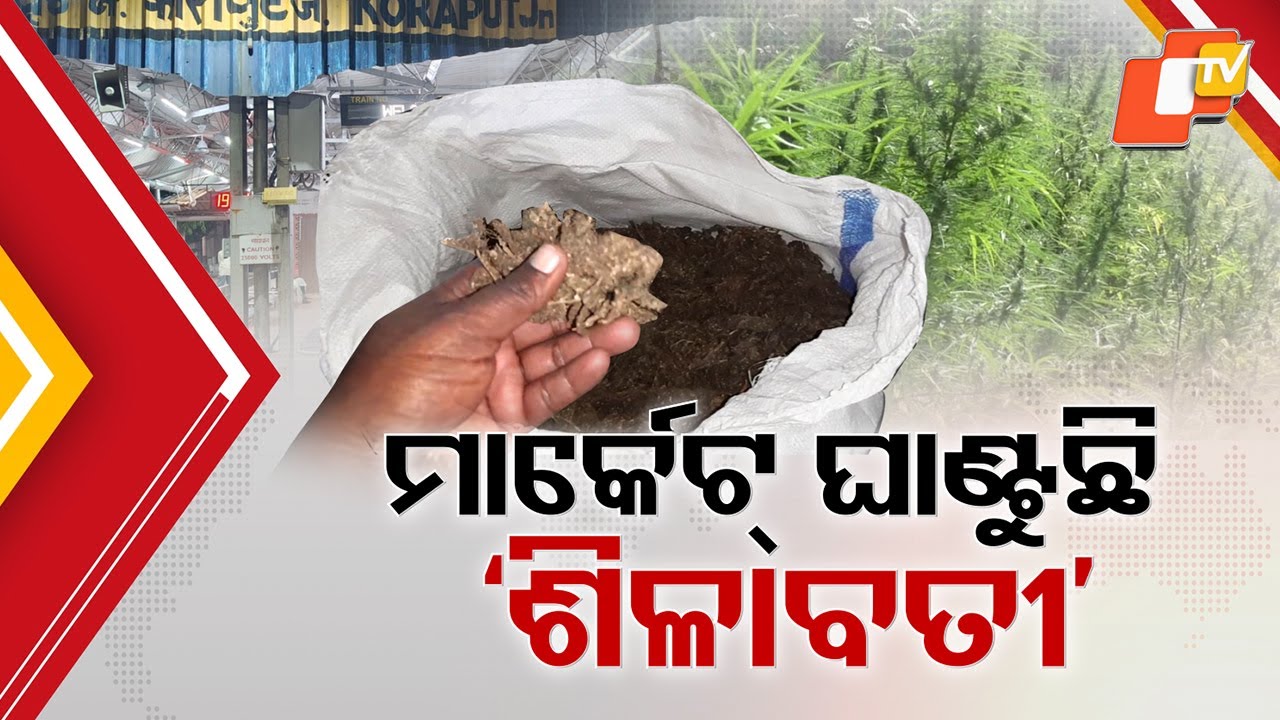 High Demand for ‘Shilabati’ Ganja | Smuggling from Koraput