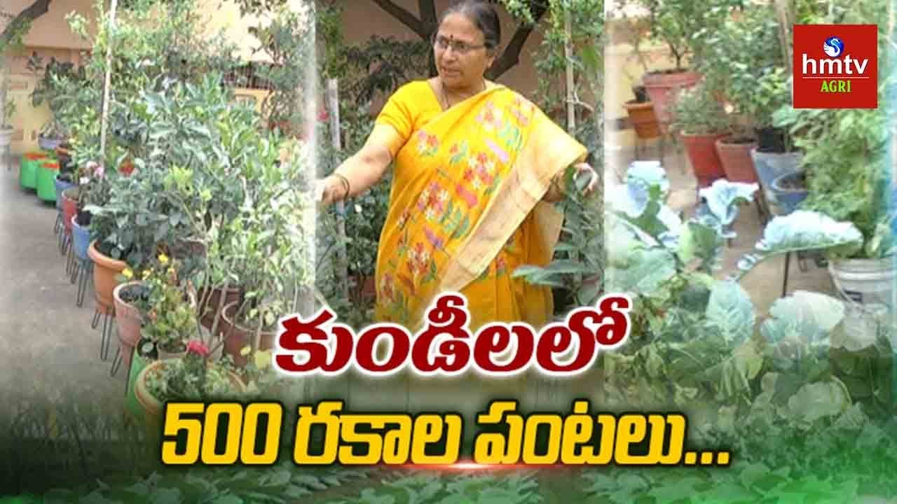వానపాములే నా మొక్కలకు బలం | Terrace Gardening Guide By Padma | hmtv Agri