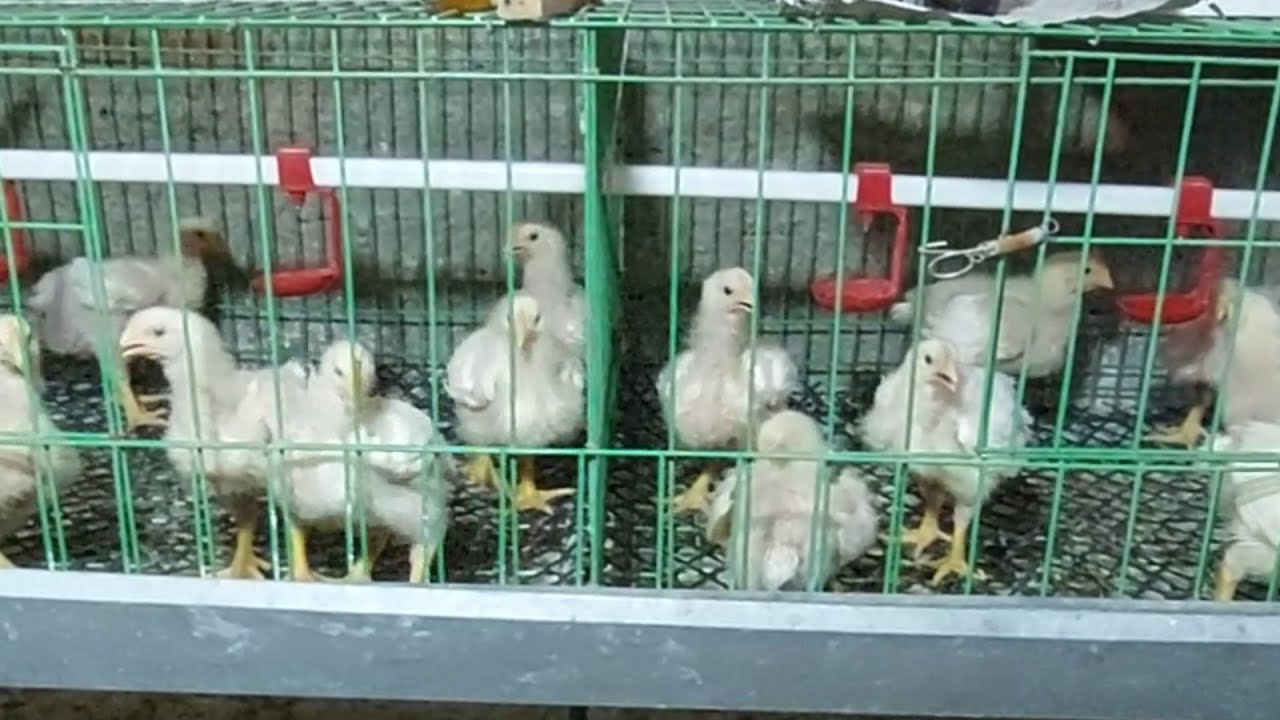 ازاى تربي الفراخ البيضاء فى عز الحر