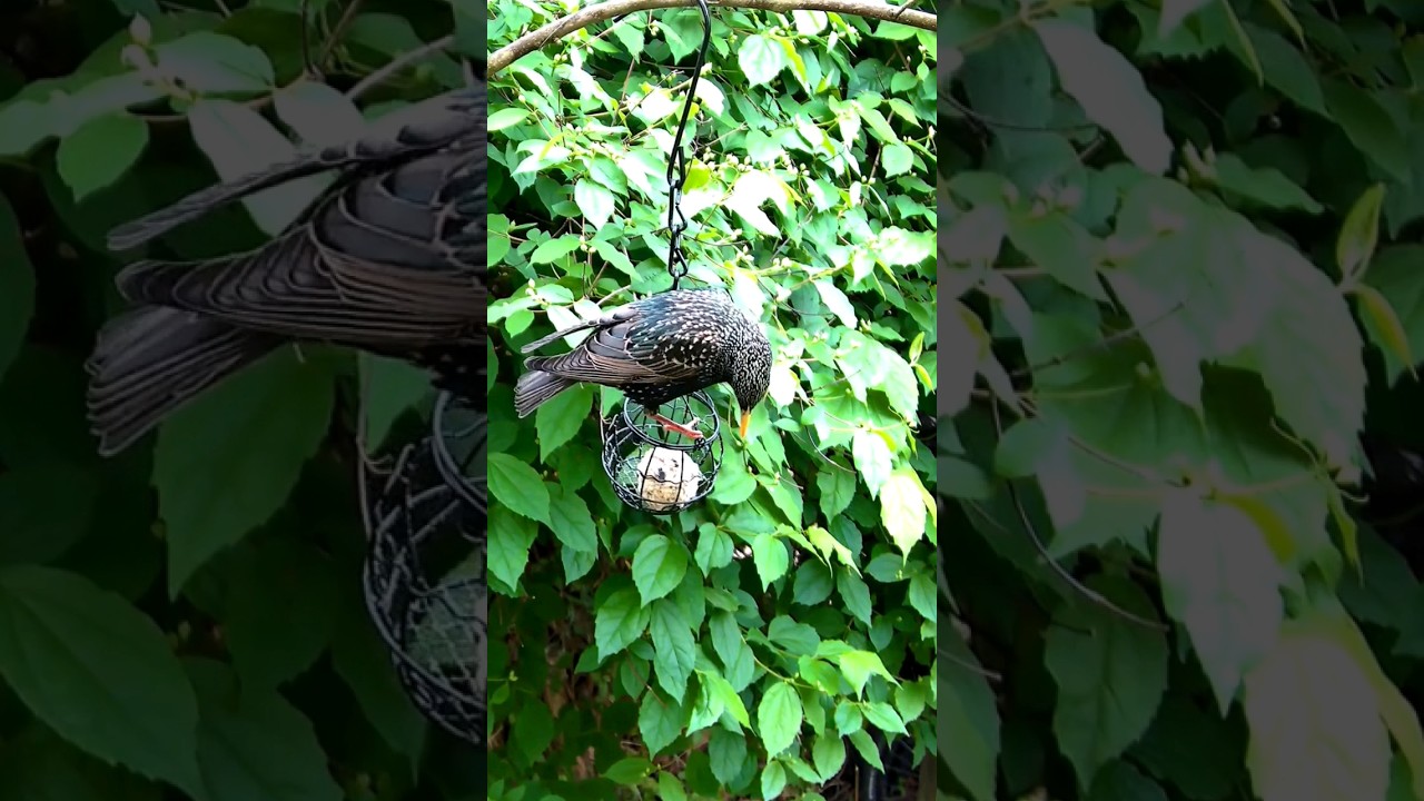 Starling singing a song #birds #nature #relaxing #birdsounds #birdslover #wildlife