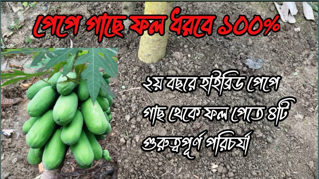 ২য় হাইব্রিড পেপে গাছ থেকে ফল পেতে ৪ টি গুরুত্বপূর্ণ পরিচর্যা
