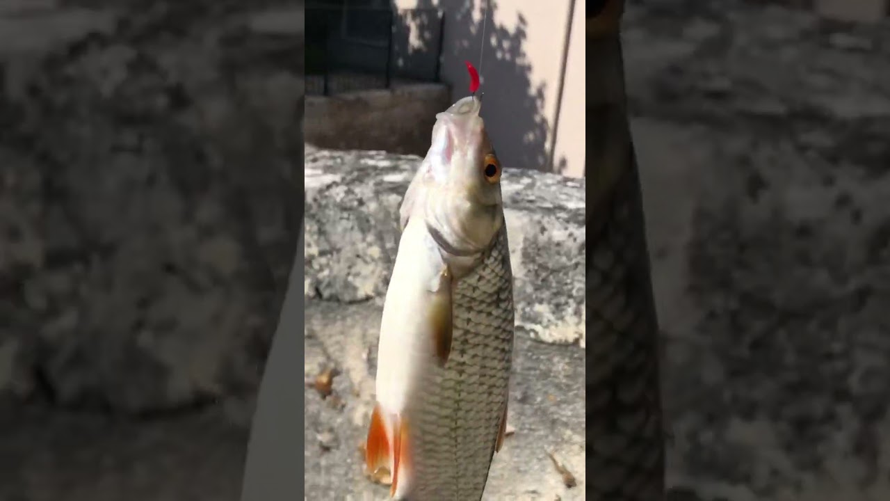 GARDON P&Ecirc;CHER EN RIVI&Egrave;RE ! #fish #fishing