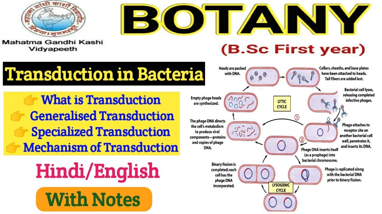 Transduction in Bacteria// Generalized Transduction//Specialized Transduction // Botany BSc 1st year