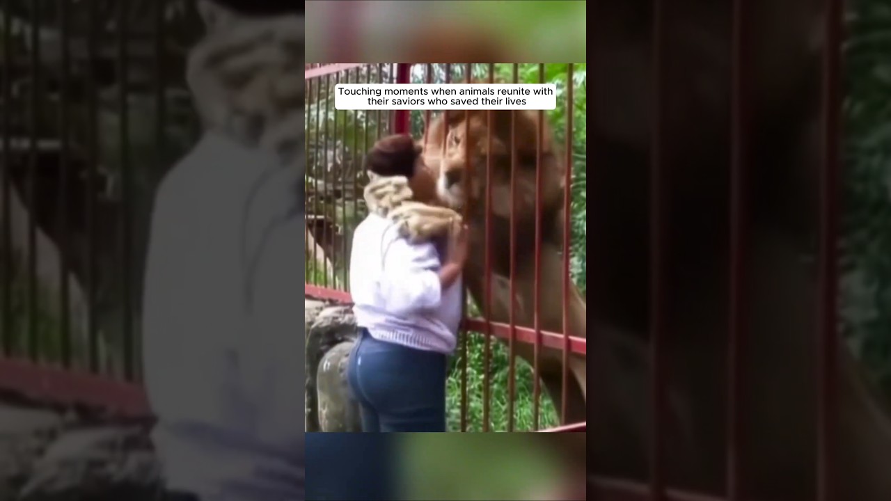 Touching moments when animals reunite with their saviors who saved their lives #animalshorts