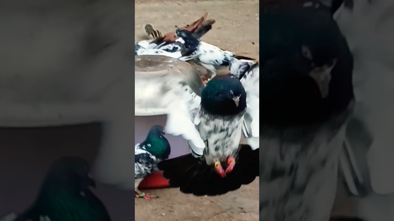 Kalsare kabootar #short #video