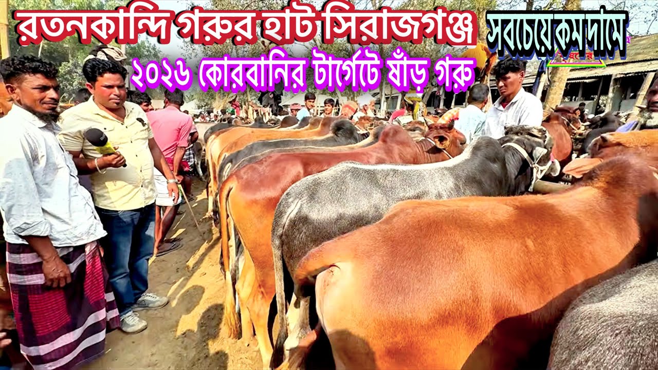 বুধবারের রতনকান্দি হাটে ষাঁড় গরুর বাজার ভেঙে পড়ল নাকি? 😲 লাইভ দর দেখুন।কৃষকের কৃষি চিত্র। 