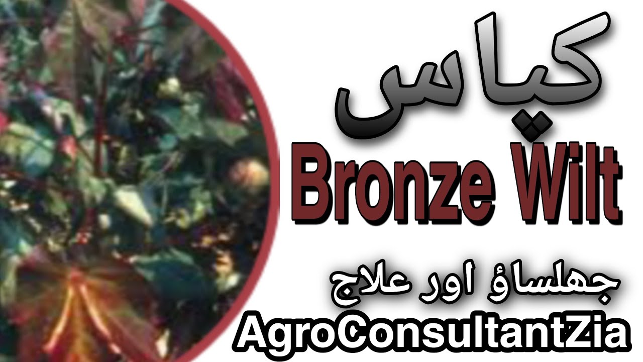 Bronze wilt: Red Wilt: Red leaf:Sudden death: Seed treatment of cotton:Best control of bronze wilt.