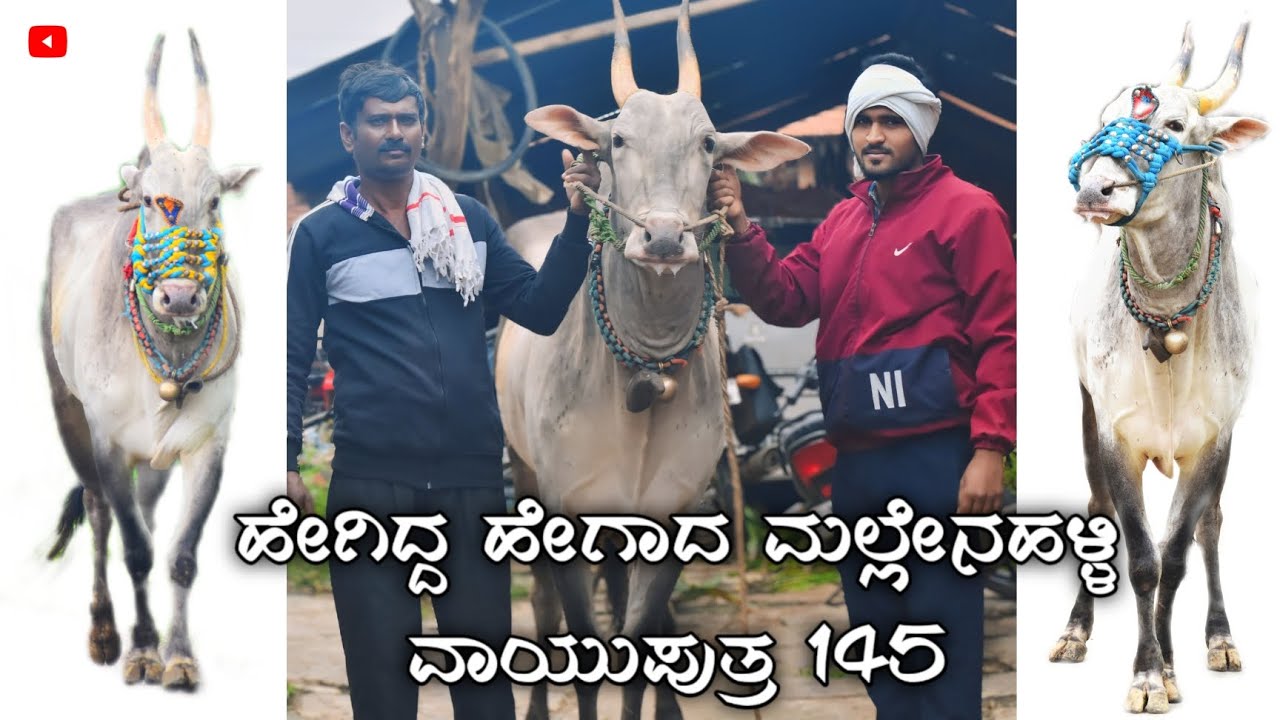 🔥ಹೇಗಿದ್ದ ಹೇಗಾದ ಮಲ್ಲೇನಹಳ್ಳಿ ವಾಯುಪುತ್ರ 145🔥 #horihabba #bull #shimoga#breakdown