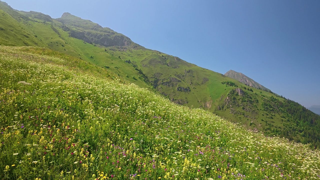 Sommet en Quad : Alpages & prés à l'infini ! 🏞🌻🌼 #mountain #offroad #adventure #pov  #fyp  #nature
