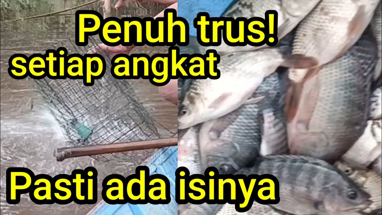 Perangkap/bubu ikan nila liar, hujan hujan membawa berkah