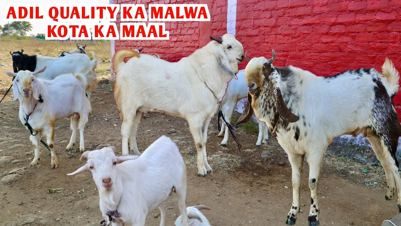 Adil Quality Ka Maal Kota Malwa Zing At Adil Goat’s