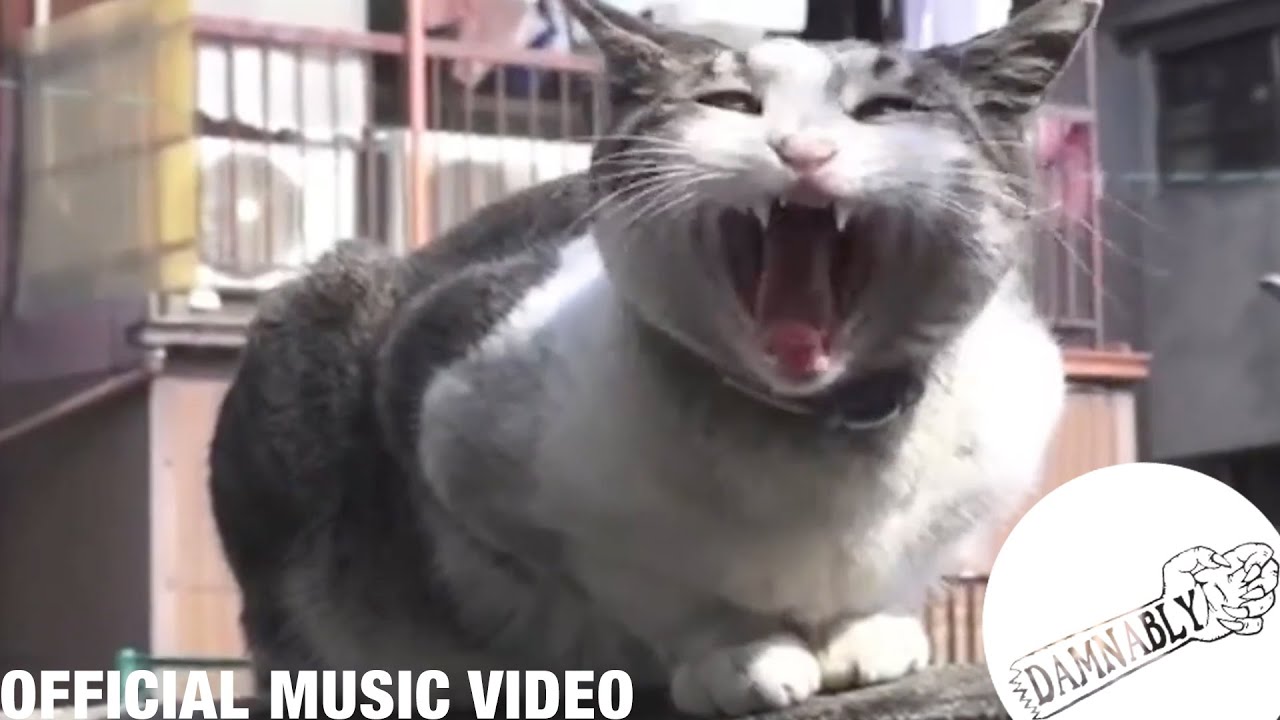 Shonen Knife - Like A Cat [Official Music Video]