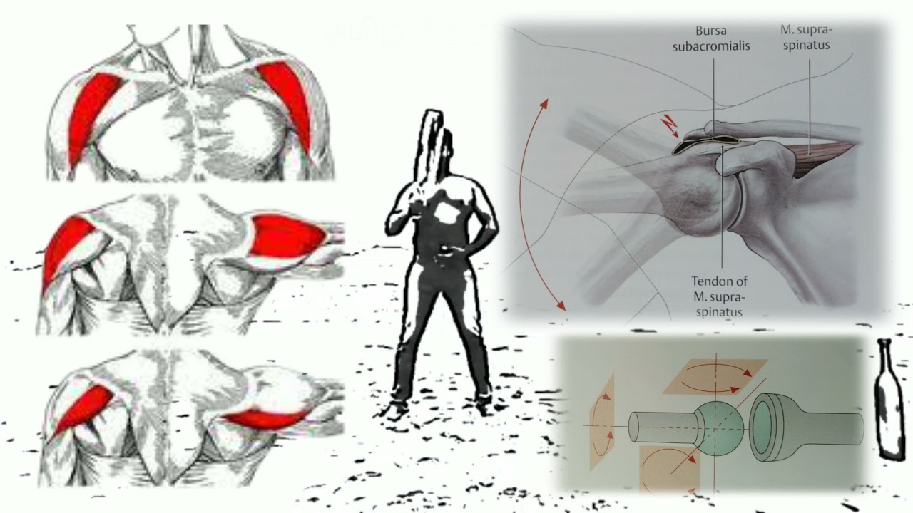 Muscular development-karlakattai