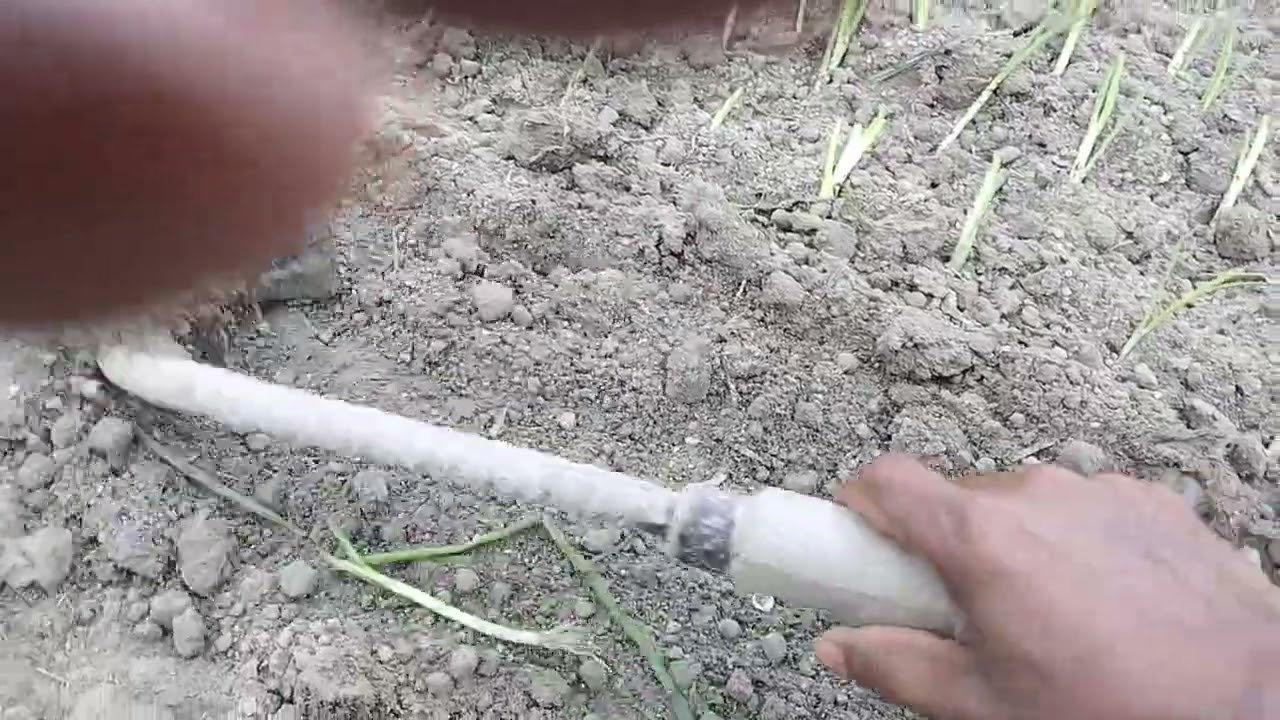 বিভিন্ন পদ্ধতিতে পেঁয়াজ রোপণ চলছে 