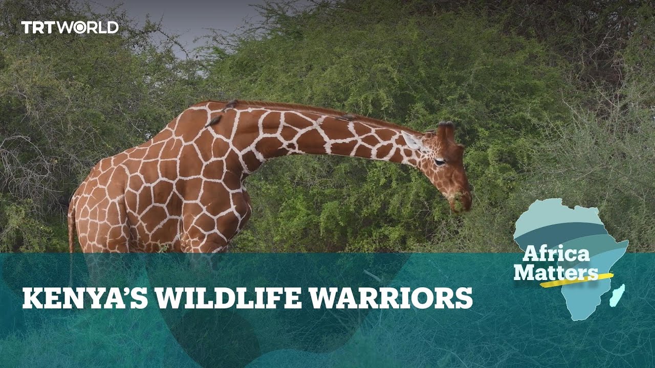 Africa Matters: Conservationists in race against time to save rare giraffe