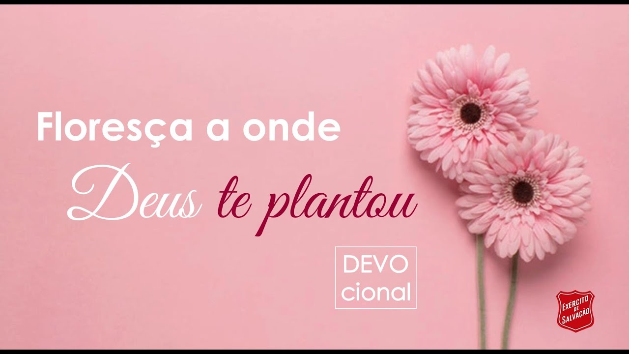DEVOCIONAL 2 - Floresça a onde Deus te plantou