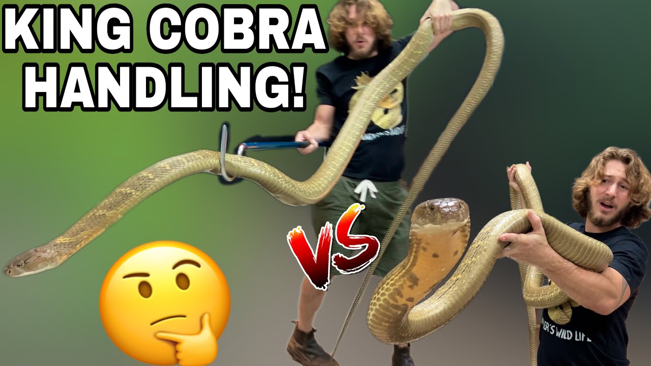 Giant KING COBRAS NOT Happy!