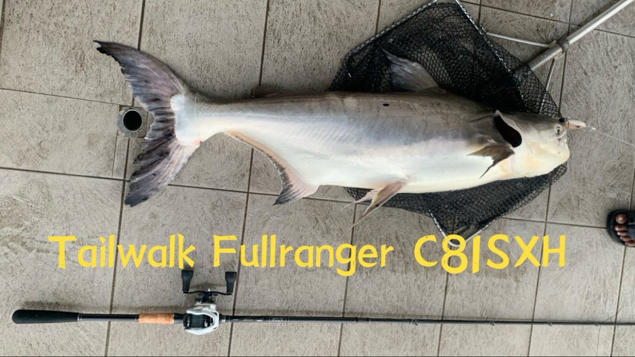 Shimamo Tranx401 (drag clicker)#fishing #dragclicker #royquek