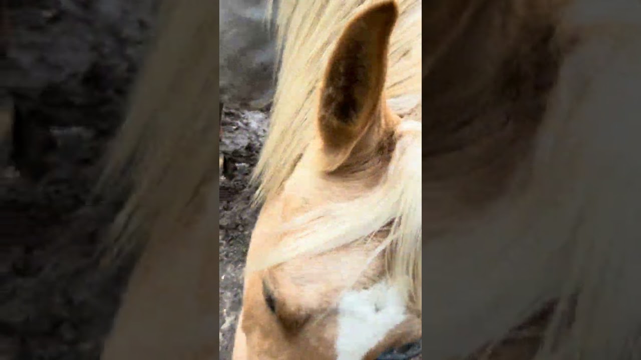Feeding horses with Frankie