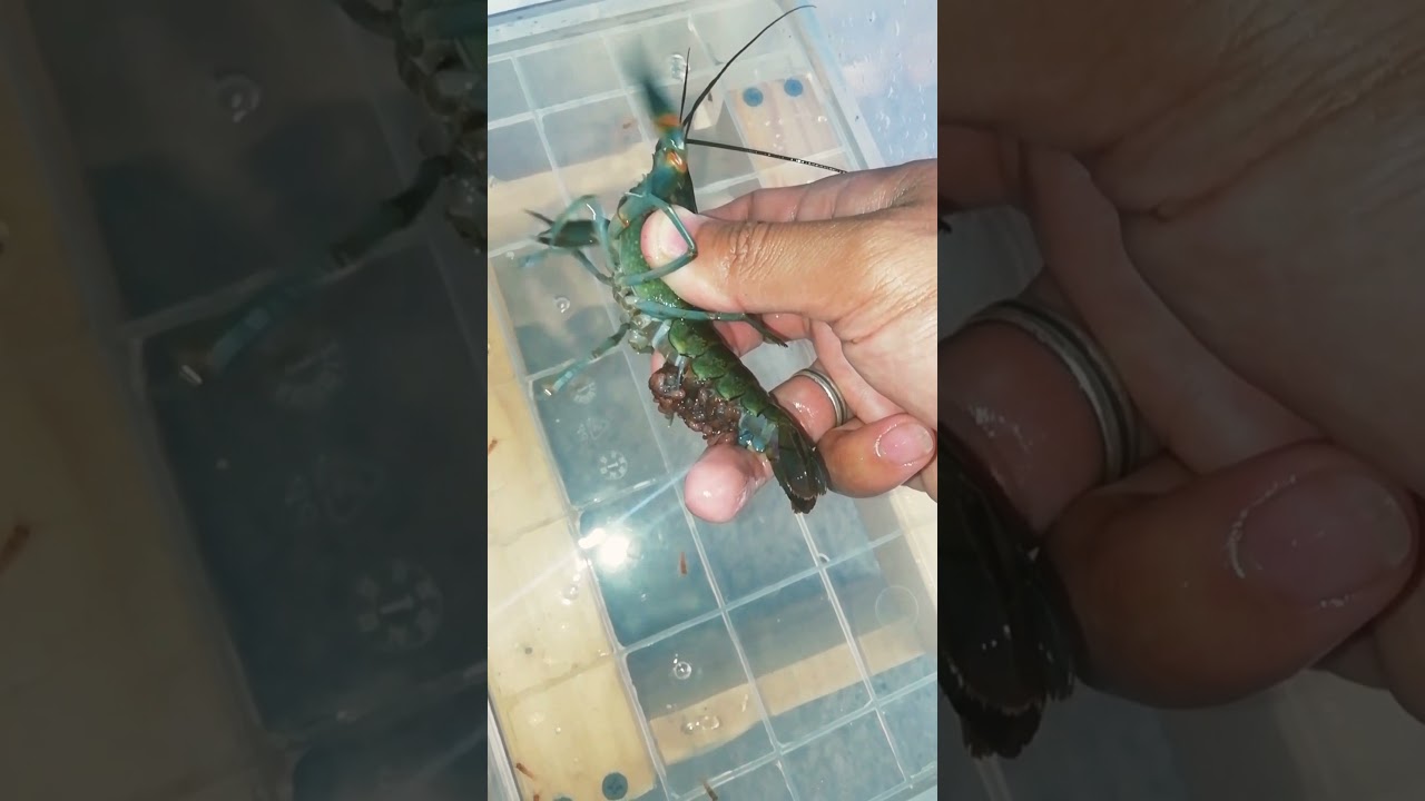 Ambyar..Burayak LAT rontok #lobster#redclaw 🦐 😁