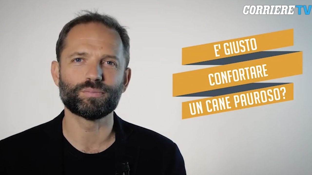 Perché è giusto confortare un cane che ha paura