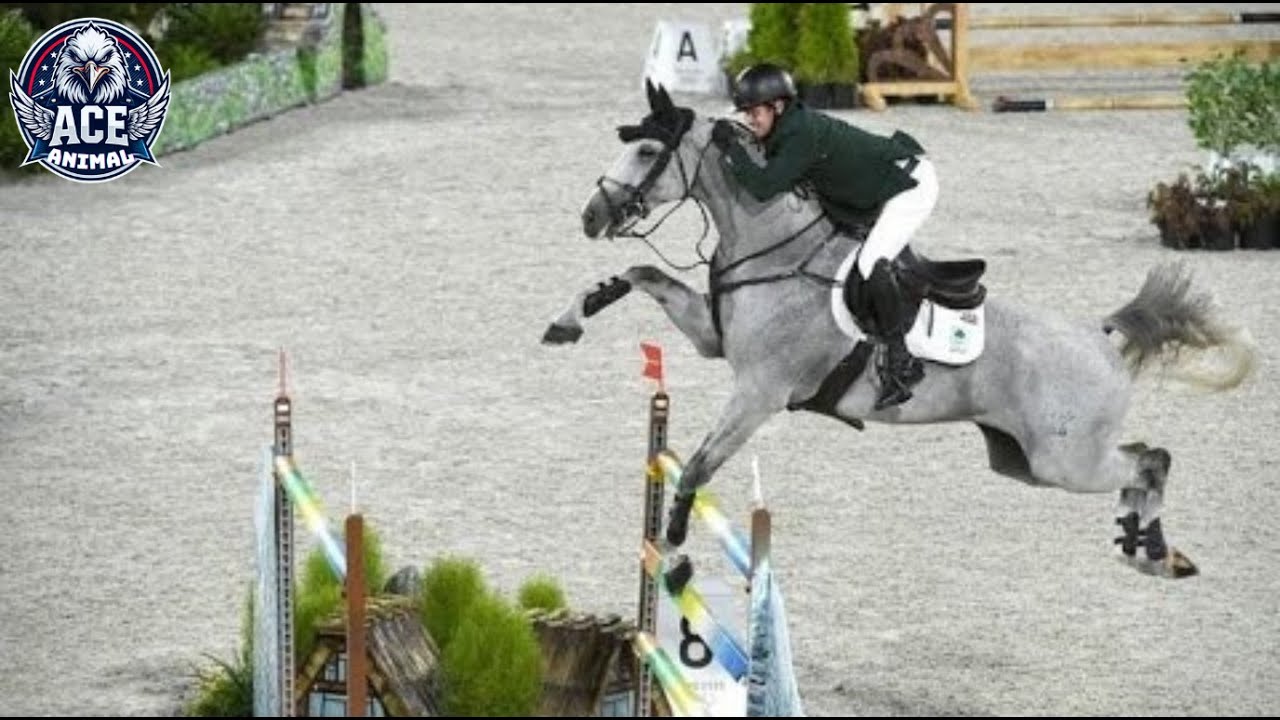 Show Jumping : Thrilling Rules & Shocking Horse Fails That Stunned the World!