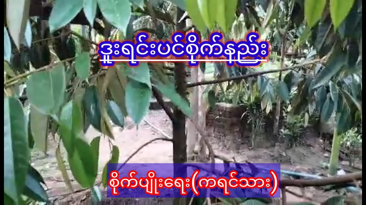 Agriculture ဒူးရင်ပင်စိုက်နည်း စိတ်ဝင်စားရင်ဝင်ကြည့်လိုက်ပါkoyoeစိုက်ပျိုးရေး