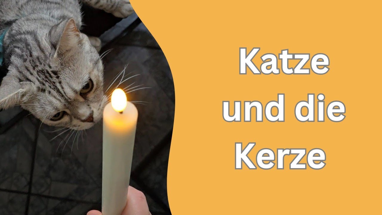 Als ich die beiden Katzen in der Sauna fand