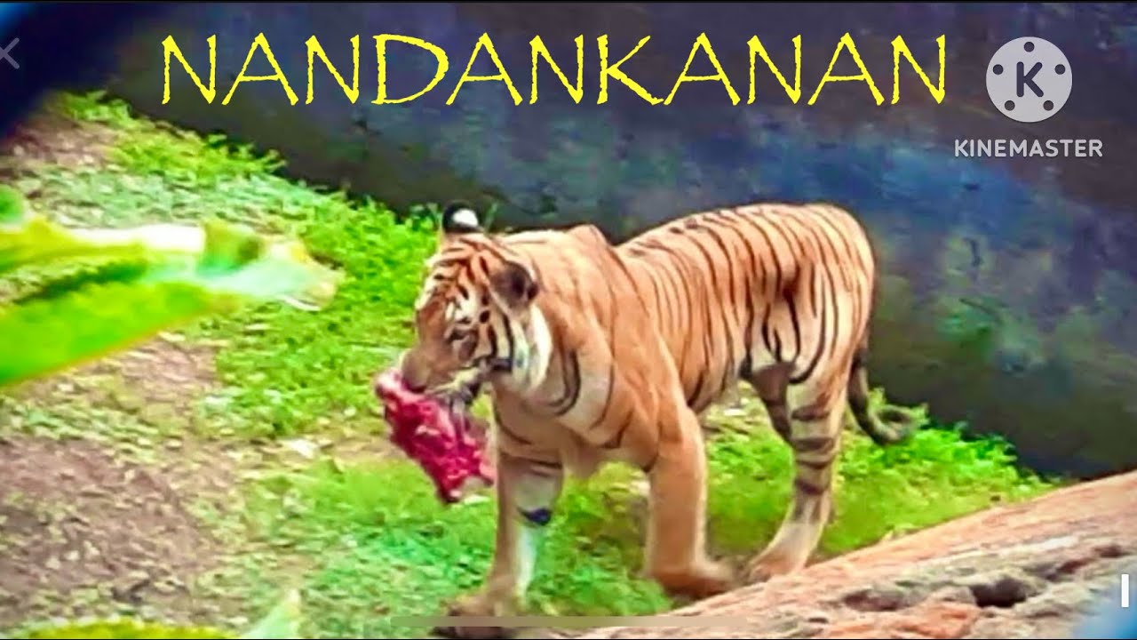 ये  हैं भारत के सबसे बड़े और प्रसिद्ध चिड़ियाएघर || Nandankanan Zoological Park  Bhubaneswar | ओडिशा