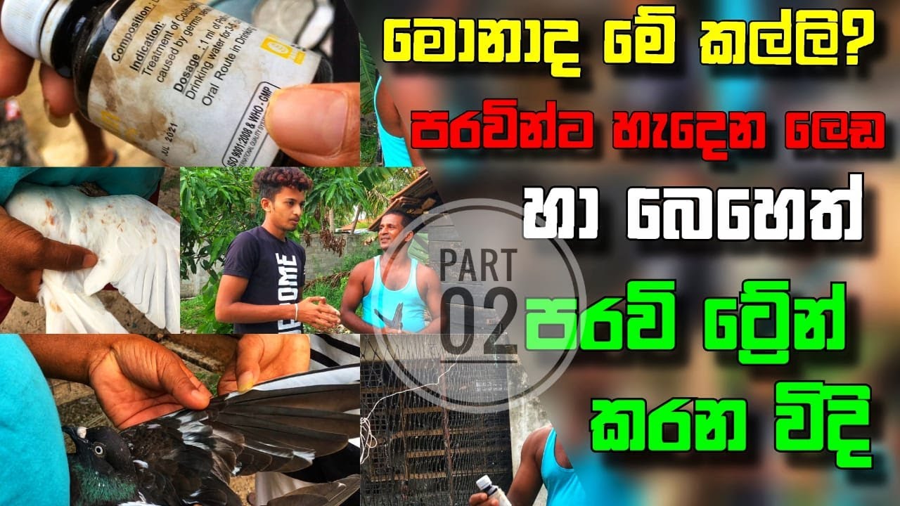 මොනාද මේ කල්ලි? පරවි ට්‍රේන් කරන්නේ කොහොමද? (How to Train a Pigeon?| Medicine.) Part 2