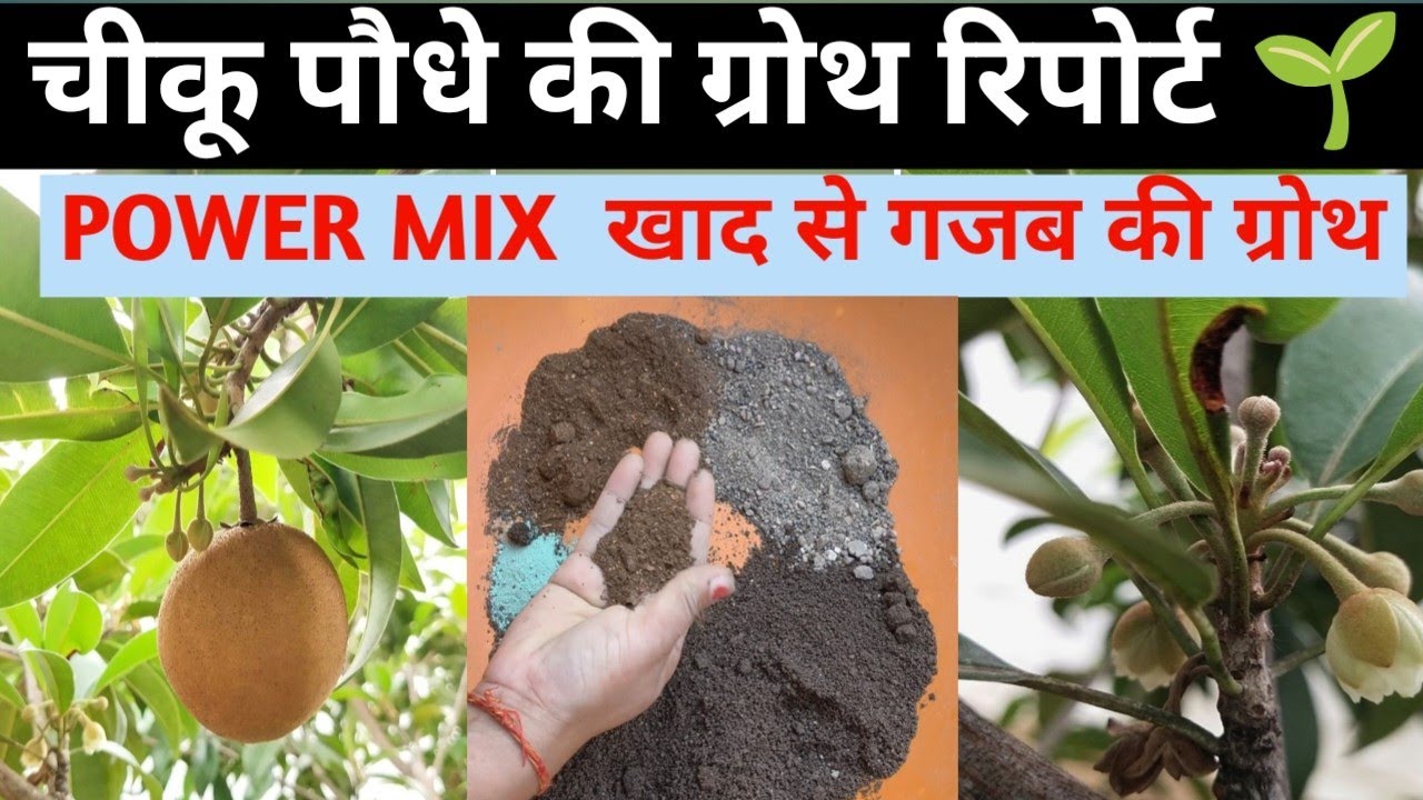 चीकू पौधे की रिपोर्टिंग कैसे करें और कौन सी खाद डालें, चीकू में फूल फल बढ़ाने की स्पेशल खाद, tips 