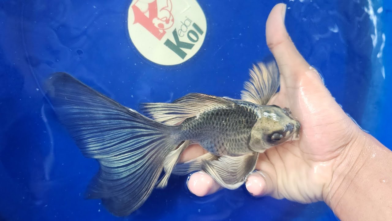 20 macam jenis ikan koi ekor panjang/Butterfly koi fish ready di kedai koi - 21 Juli 2024