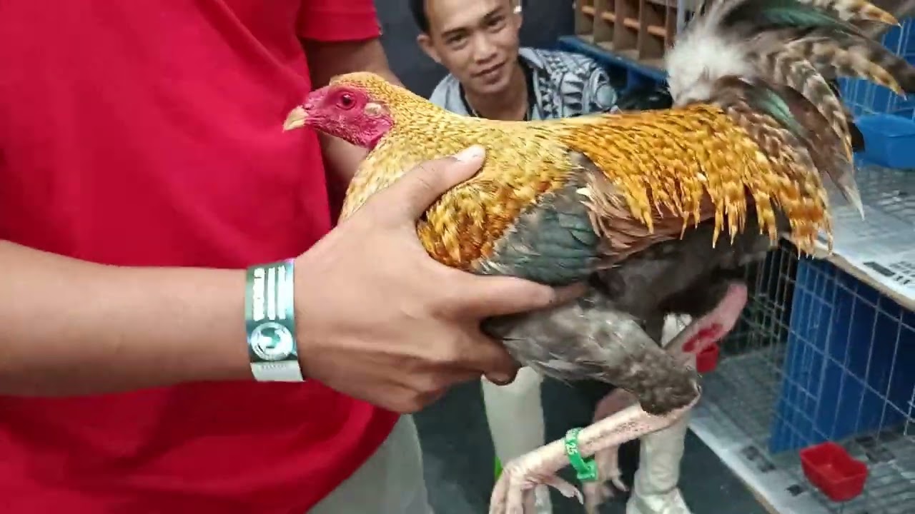 WORLD GAMEFOWL EXPO 2026